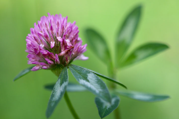 Clover Flower Seeds for Planting – Heirloom, Non-GMO, High Germination Cut Flower Favorite