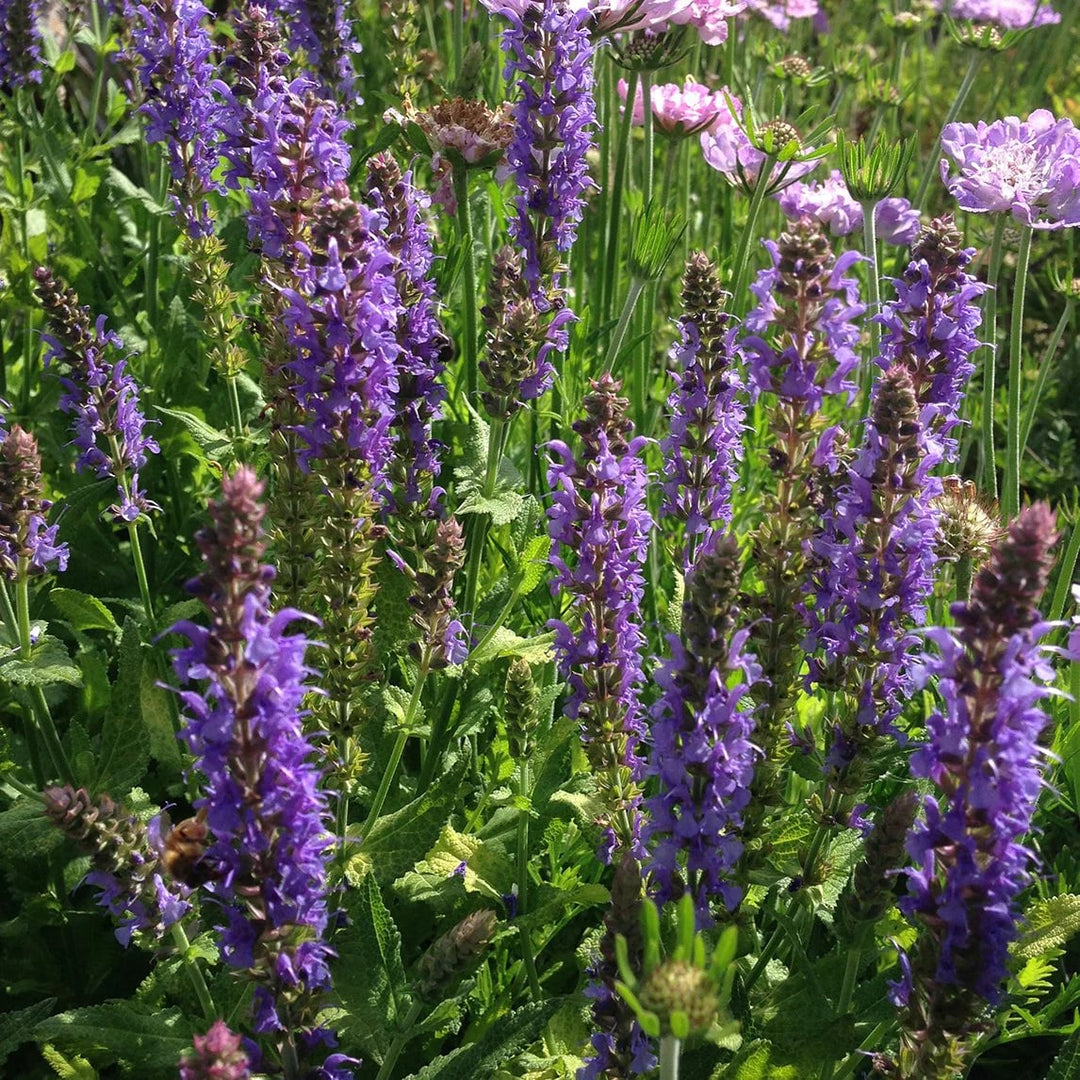 Violet Salvia Meadow Sage Flower Seeds for Planting – Heirloom Non-GMO, High Germination Organic Garden Seeds