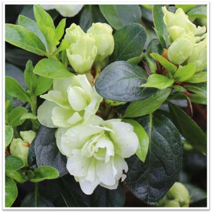 Green Azalea Flower Seeds for Planting – Heirloom, Non-GMO, High Germination Organic Garden Seeds