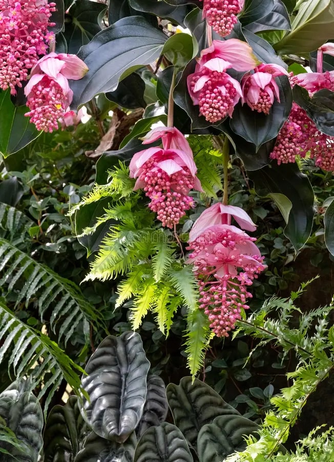 Medinilla Pink Flower Seeds for Planting – Heirloom Non-GMO Cottage Garden Essential