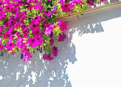 Brick Pink Hanging Petunia Flower Seeds for Planting – Heirloom, Non-GMO, Easy to Grow Garden Blooms