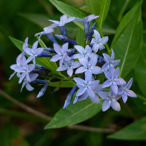 Flower Seeds, Seeds,Seeds For Planting,Plant Seeds