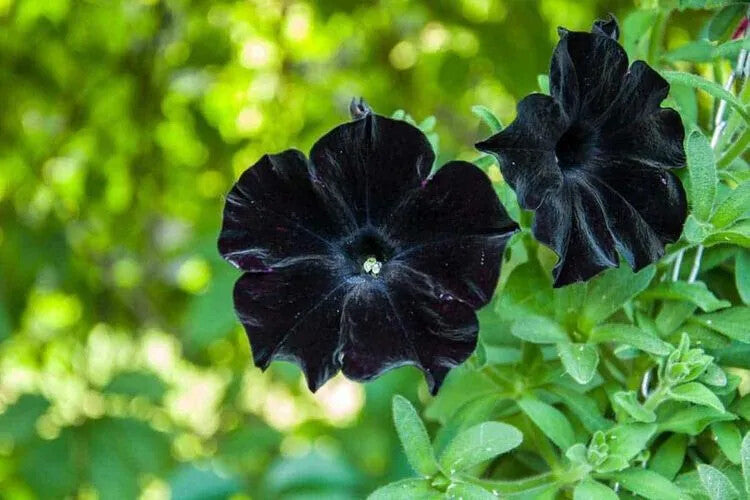 Black Cat Petunia Flower Seeds for Planting – Heirloom, Non-GMO, Sun-Loving Organic Garden Seeds