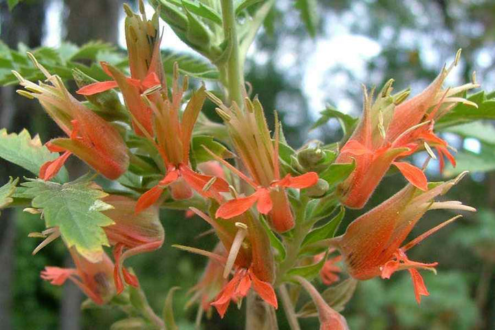 Melianthus Comosus Flower Seeds for Planting – Heirloom Non-GMO Seeds, High Germination Hardy Variety