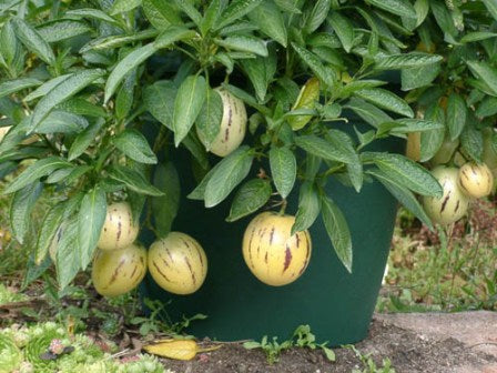 Melon Pear Fruit Seeds for Planting – Heirloom, Non-GMO, Unique Juicy Garden Treat Seeds