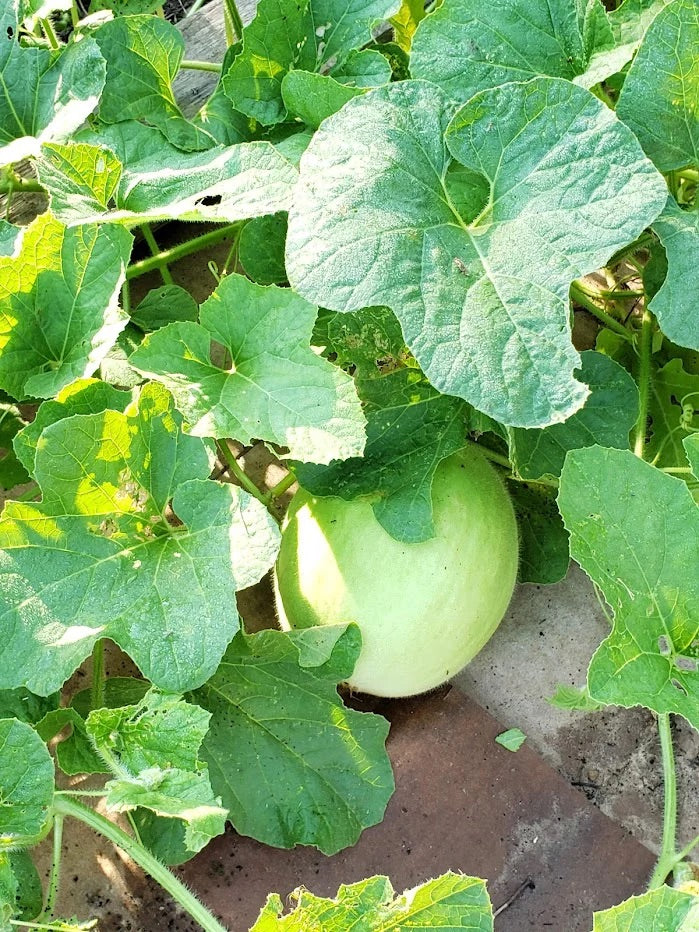 Green Honeydew Melon Seeds – Heirloom Non‑GMO Sweet Fruit Garden Seeds for Planting, Organic Garden Seeds