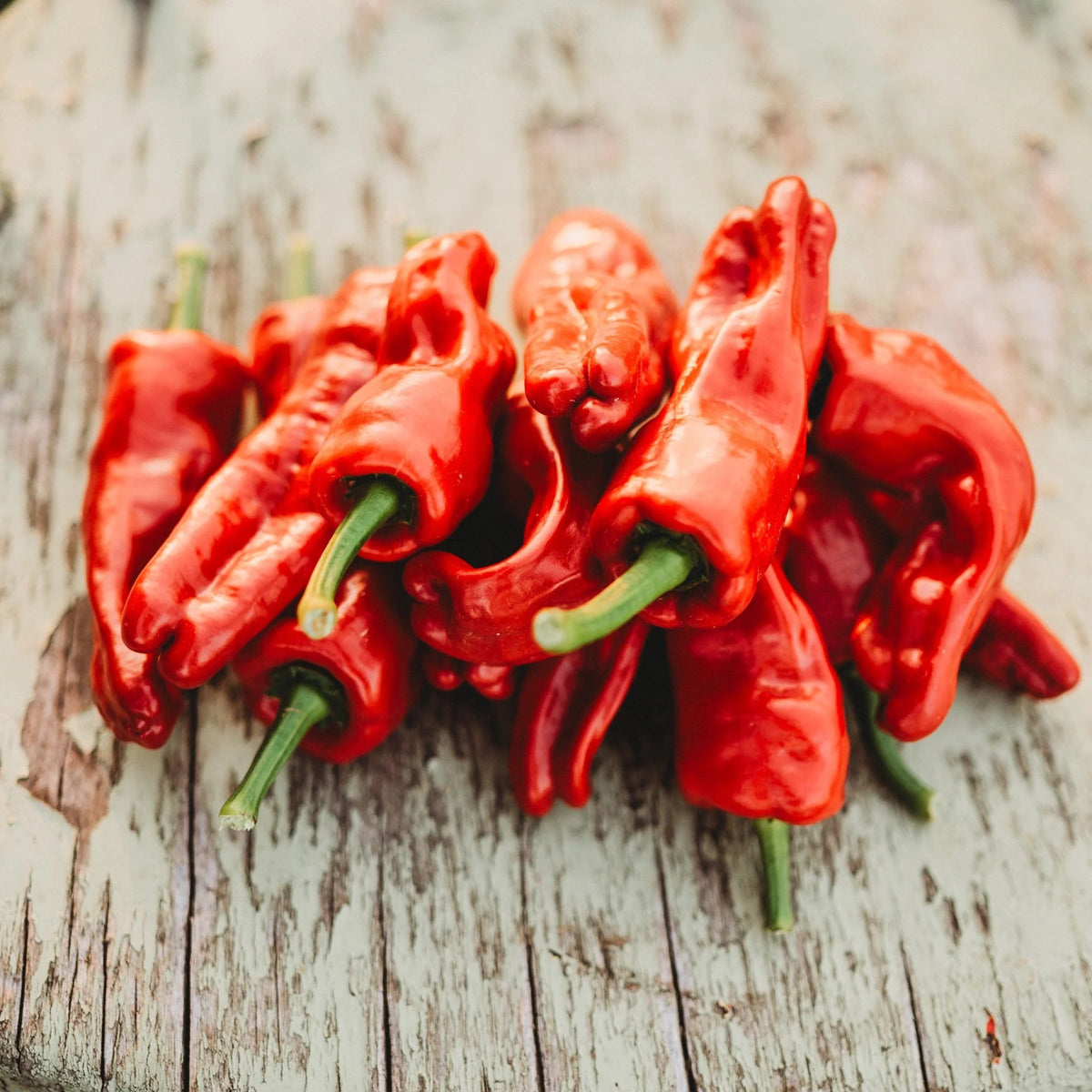 Melrose Pepper Seeds for Planting – Heirloom, Non-GMO, Sweet Italian Variety – High Germination
