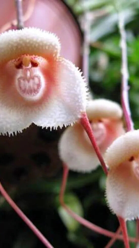 Baby Face Orchid Flower Seeds for Planting – Heirloom Non-GMO, High Germination Organic Garden Seeds