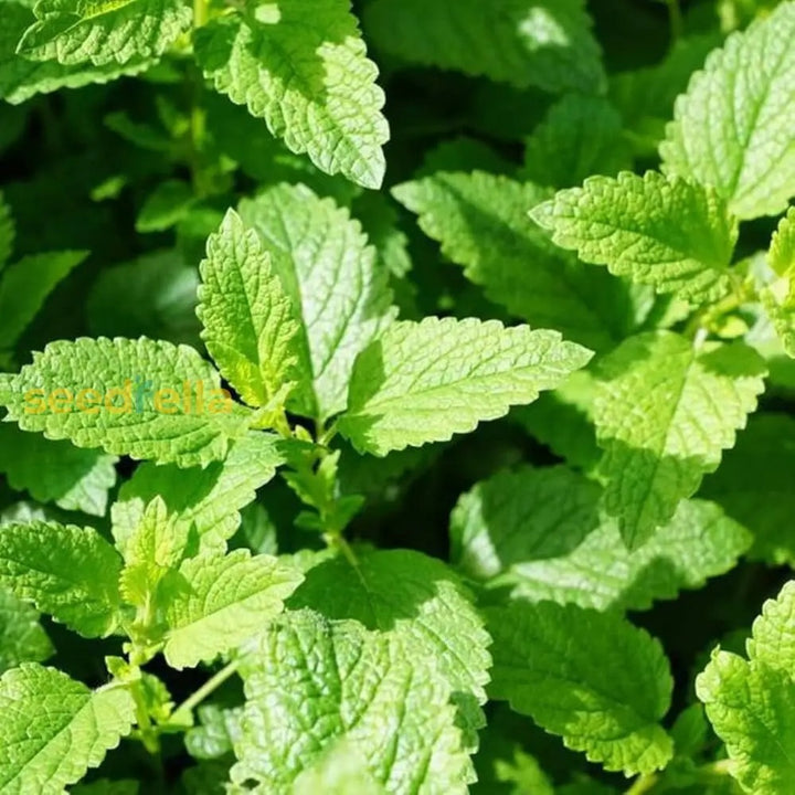 Mentha Piperita Seeds for Planting – Heirloom Non-GMO Aromatic Mint Herb Seeds with High Germination for Organic Garden