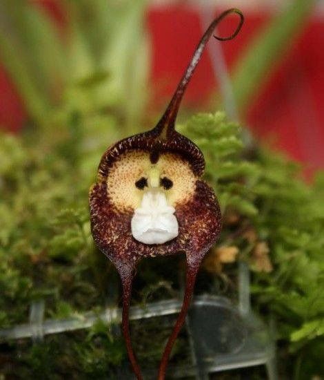 Monkey Face Violet Flower Seeds for Planting – Rare &amp; Fun Blooms with Unique Petal Patterns