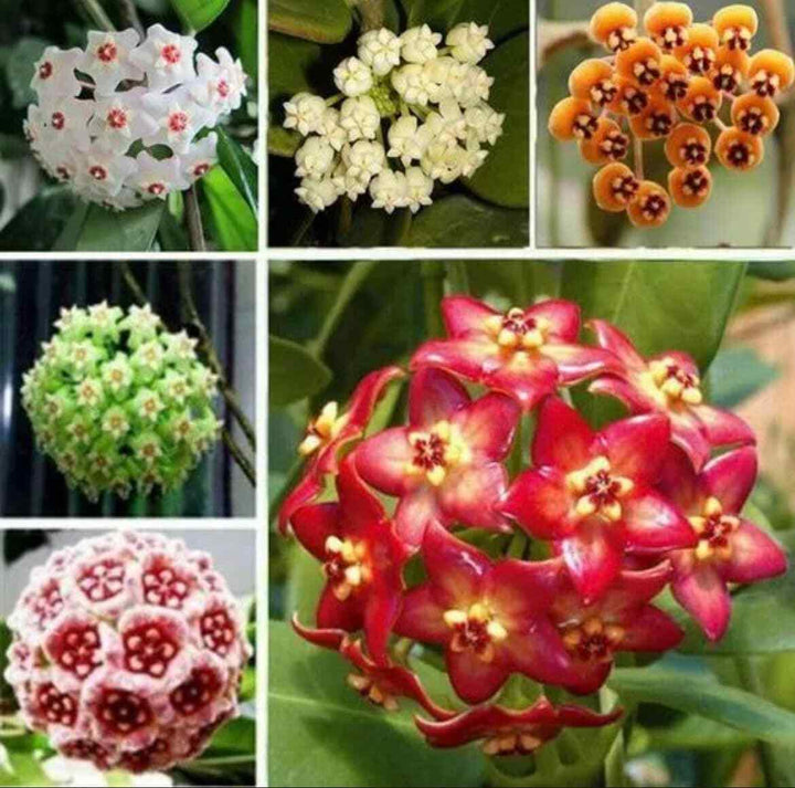 Mixed Colour Hoya Flower Seeds for Planting | Shade-Tolerant, Heirloom, Non-GMO, High Germination Organic Garden Seeds