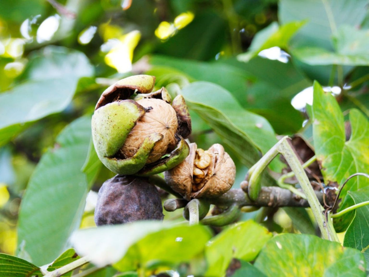 Green Walnut fruit seeds for planting – Heirloom & Non-GMO garden seeds, hardy nut trees for healthy harvests
