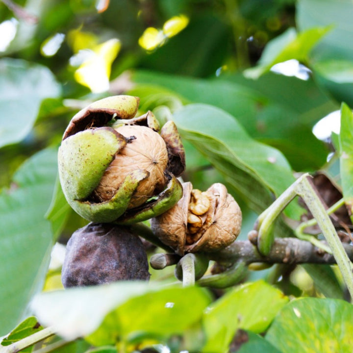 Walnut fruit seeds for planting - Heirloom & Non-GMO Garden seeds, nut-bearing trees for home cultivation