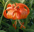 Lilium Pyrenaicum Flower Seeds for Planting – Heirloom, Non-GMO, High Germination Organic Garden Seeds