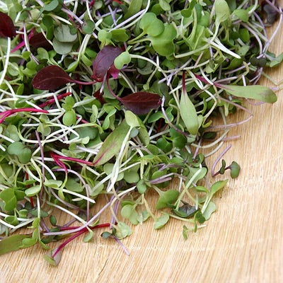 Pink Plume Celery Seeds for Planting – Heirloom, Non-GMO, Colorful Tender Vegetable – High Germination