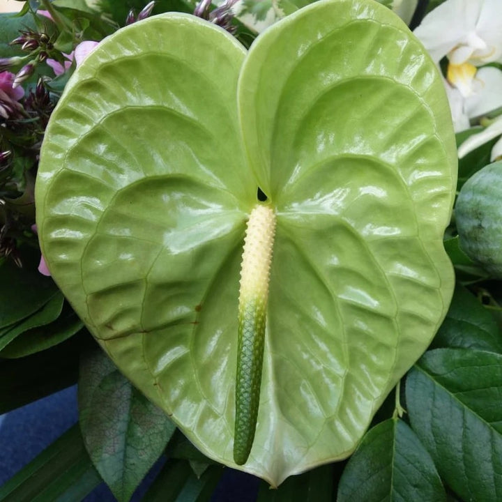 Pista Green Anthurium Flower Seeds for Planting – Heirloom Non-GMO High Germination Organic Garden Seeds