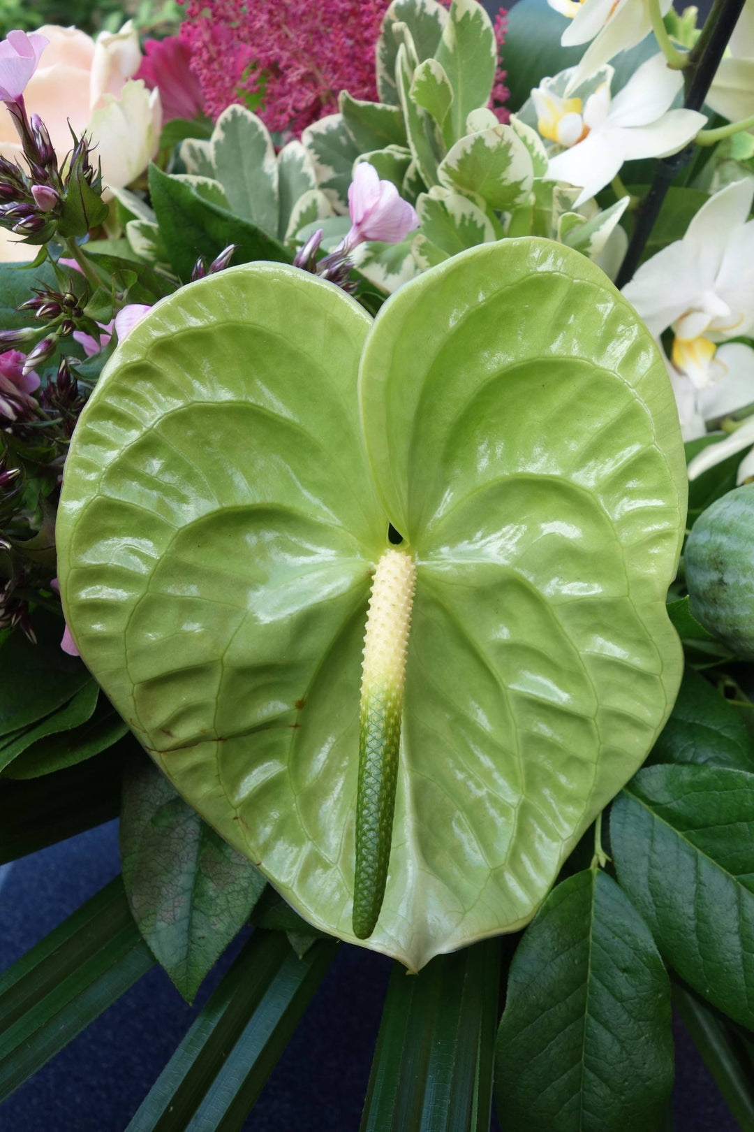 Green Anthurium Perennial Flower Seeds for Planting – Heirloom Non-GMO High Germination Organic Garden Seeds