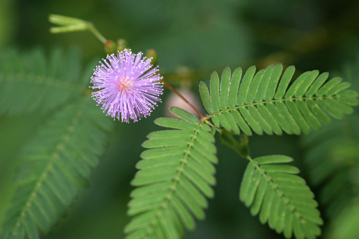 Mimosa Pudica Flower Seeds for Planting – Heirloom Non-GMO, High Germination Organic Garden Seeds