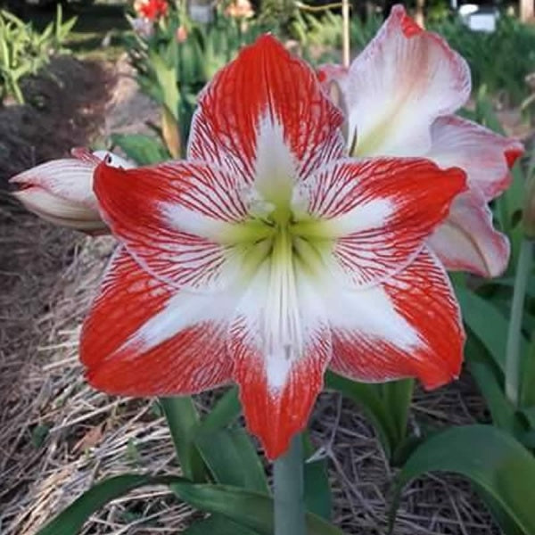 Red White Amaryllis Flower Seeds for Planting – Premium Heirloom, Non-GMO, High Germination Garden Seeds