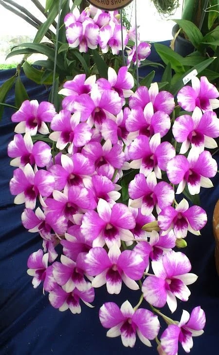 White Pink Mini Violet Flower Seeds for Planting – Drought Tolerant, Heirloom, Non-GMO, High Germination Organic Garden Seeds