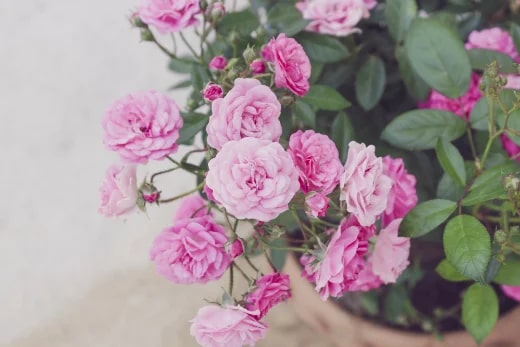 Pale Pink Miniature Rose Seeds for Planting - Heirloom, Non-GMO, High Germination Organic Garden Seeds