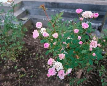 Pale Pink Miniature Rose Seeds for Planting - Heirloom, Non-GMO, High Germination Organic Garden Seeds