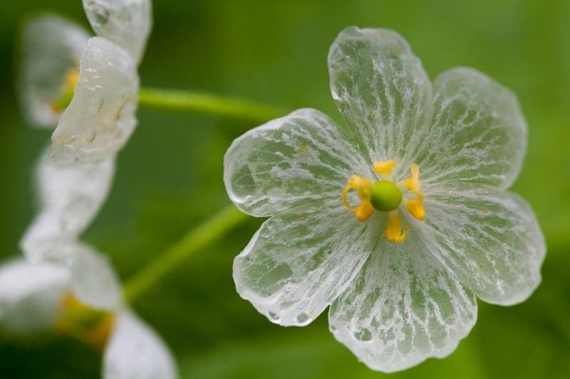 Transparent Skeleton Flower Seeds for Planting – Heirloom, Non-GMO, Easy to Grow Organic Garden Seeds