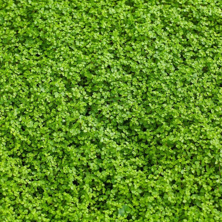 Corsican Mini Mint Herb Seeds for Planting – Heirloom, Non-GMO High-Yield Seeds for Fragrant Gardens