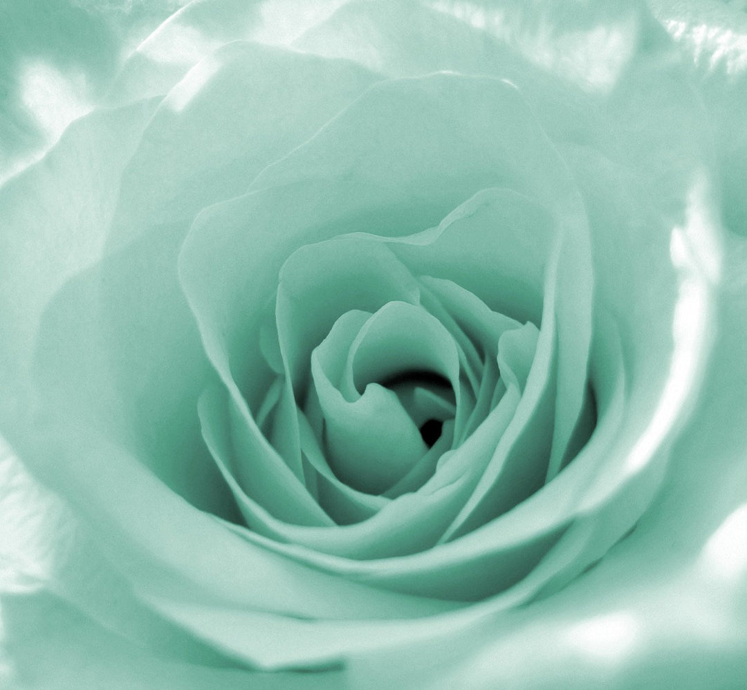 Sea Green Rose Flower Seeds for Planting – Heirloom, Non-GMO, High Germination Wildflower Mix