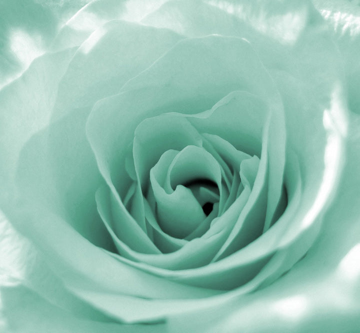 Sea Green Rose Flower Seeds for Planting – Heirloom, Non-GMO, High Germination Wildflower Mix