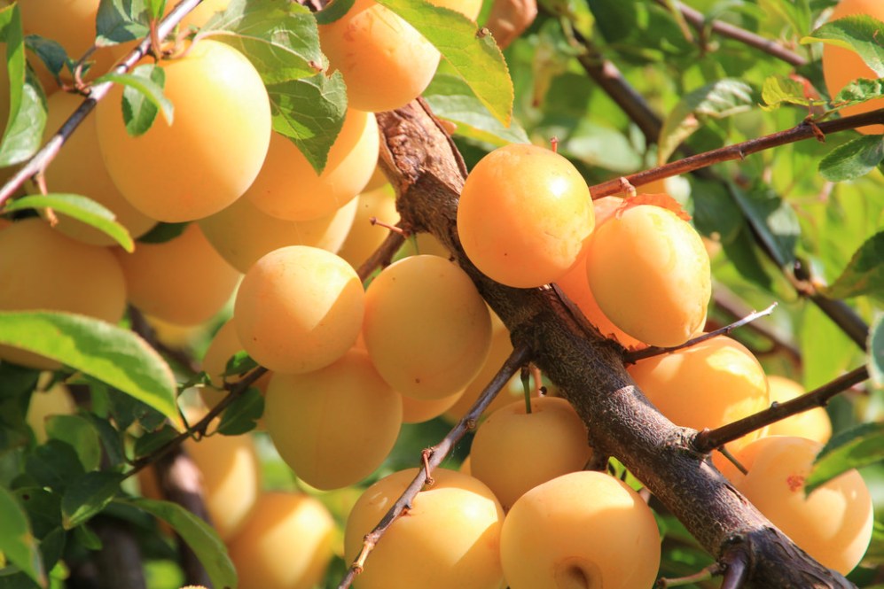Mirabelle Plum Fruit Seeds for Planting – Heirloom, Non-GMO Seeds for Juicy Homegrown Harvest