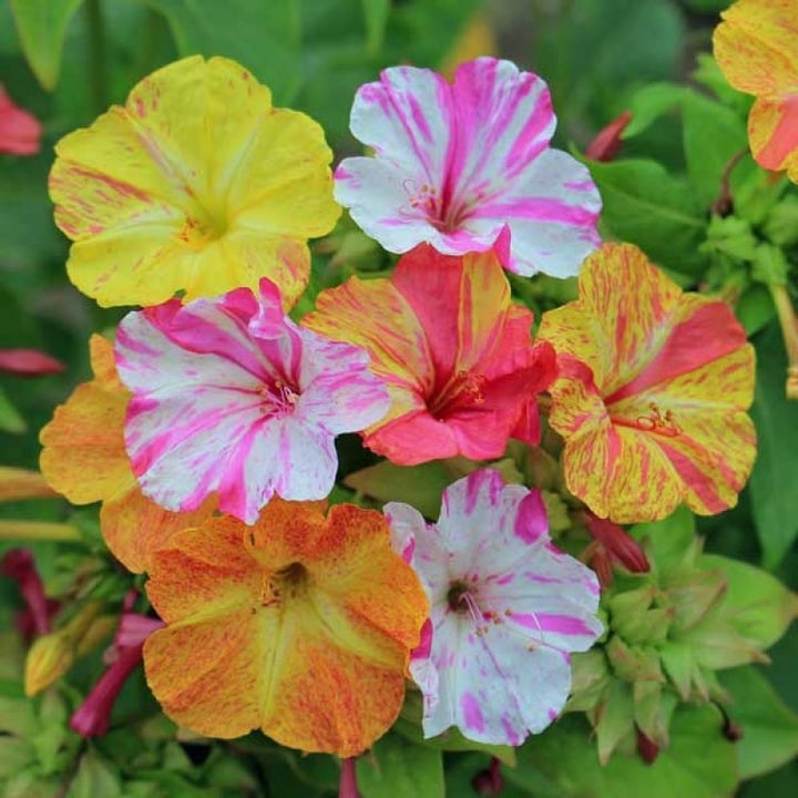 Mirabilis Flower Seeds for Planting – Wildflower Mix, Heirloom GMO Free (Non-GMO), High Germination Organic Garden Seeds