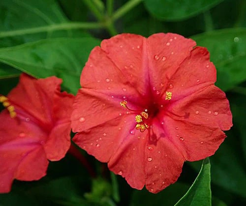 Red Mirabilis Flower Seeds for Planting – Compact Growth, Heirloom &amp; Non-GMO Organic Garden Seeds