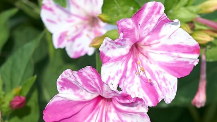 Pink White Mirabilis Flower Seeds for Planting – Heirloom Non-GMO Organic Garden Seeds with High Germination