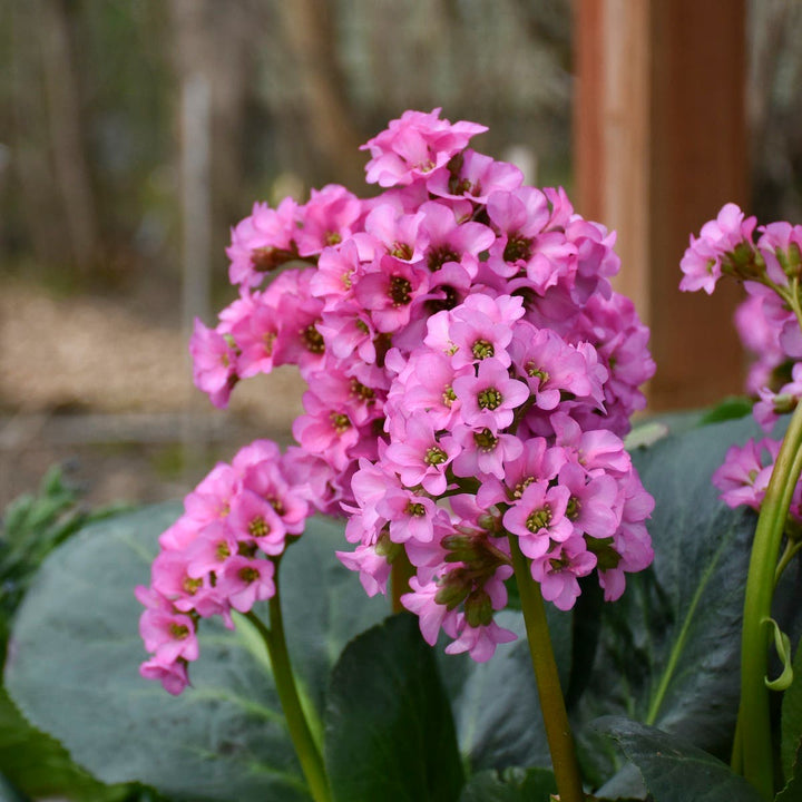 Flower Seeds, Seeds,Seeds For Planting,Plant Seeds