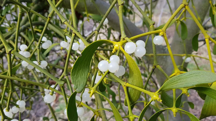 White Mistletoe Flower Seeds for Planting – Heirloom, Non-GMO, High Germination Organic Garden Seeds