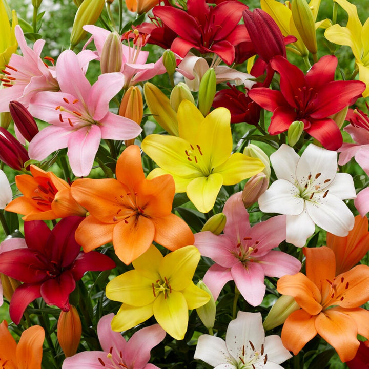 Mixed Di Giglio Flower Seeds for Planting – Heirloom Non-GMO, High Germination Organic Garden Seeds