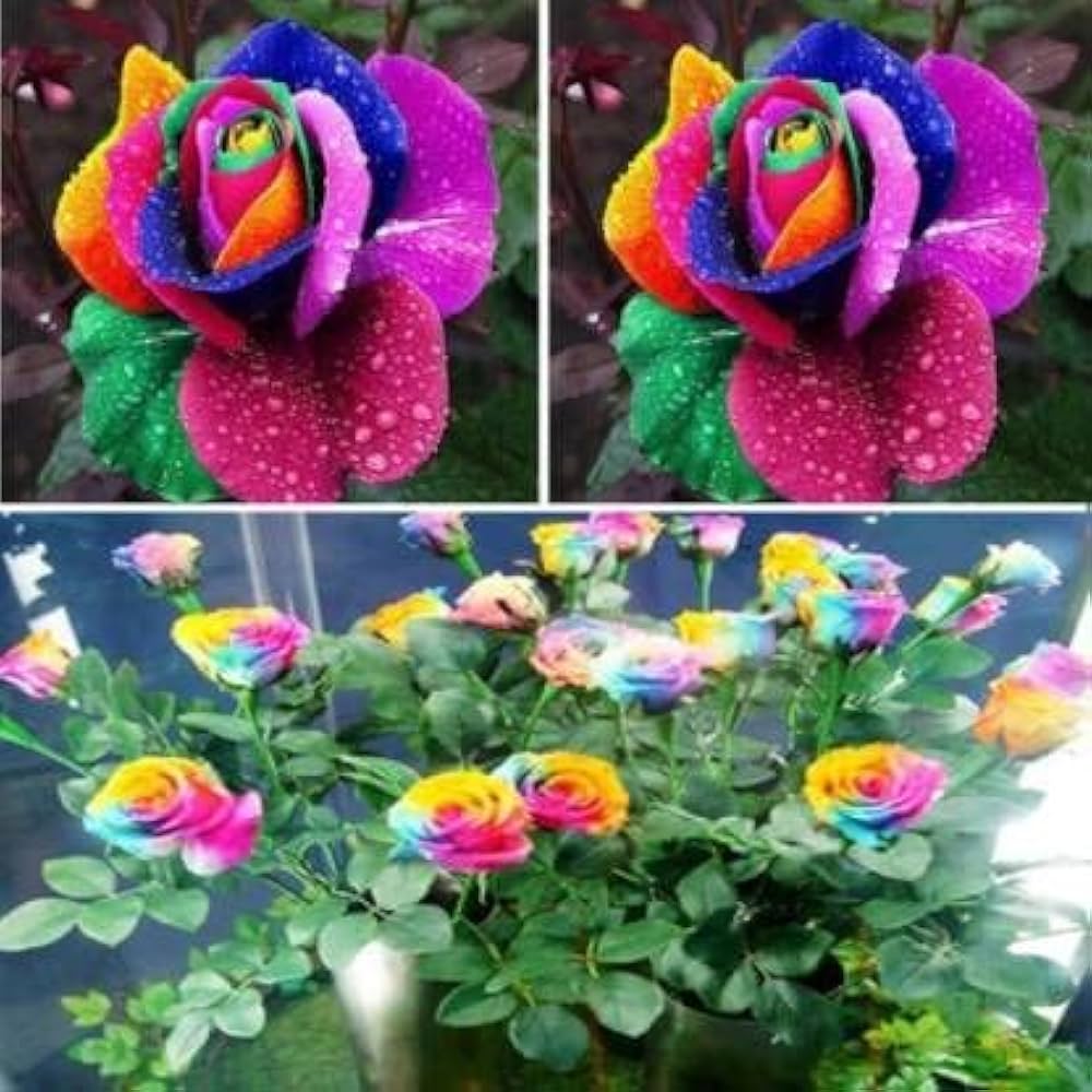Mixed Colour Rose Tree Flower Seeds for Planting – Heirloom, Non-GMO, High Germination, Organic Garden Seeds