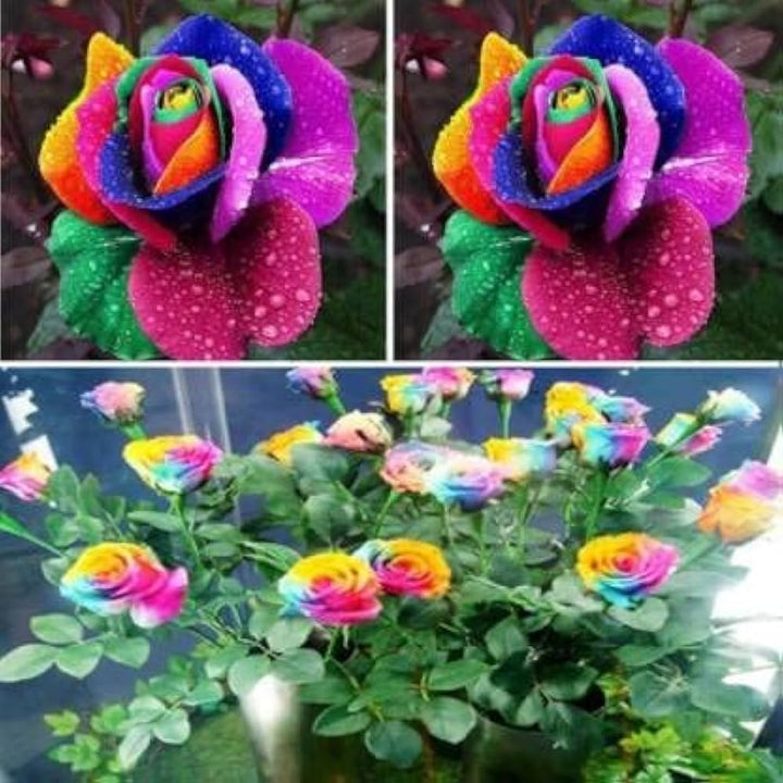 Mixed Colour Rose Tree Flower Seeds for Planting – Heirloom, Non-GMO, High Germination, Organic Garden Seeds