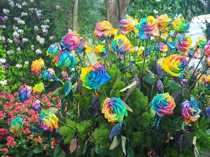 Mixed Colour Rose Tree Flower Seeds for Planting – Heirloom, Non-GMO, High Germination, Organic Garden Seeds