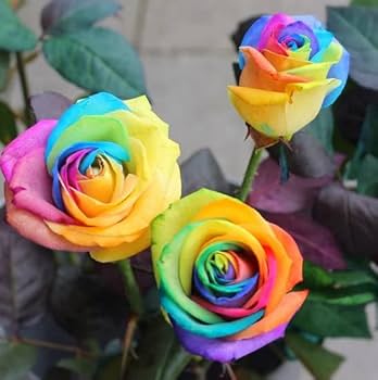 Mixed Colour Rose Tree Flower Seeds for Planting – Heirloom, Non-GMO, High Germination, Organic Garden Seeds