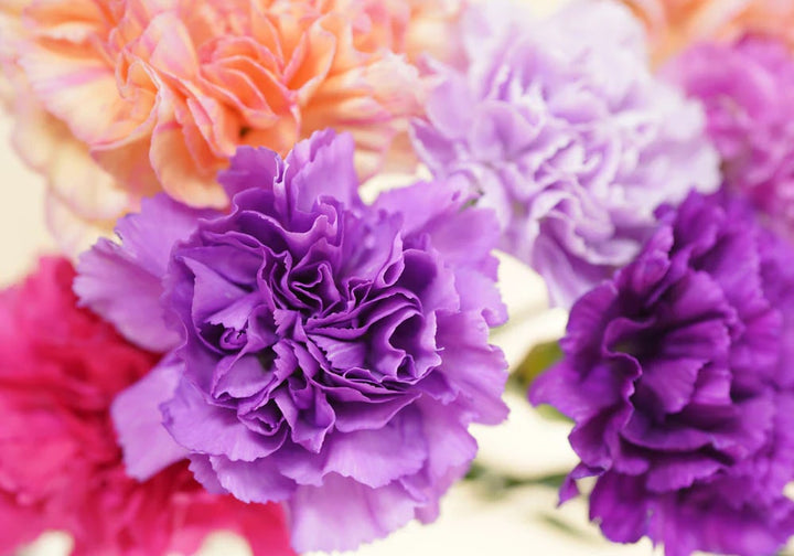 Light Orange Violet Carnation Flower Seeds for Planting – Heirloom, Non-GMO, High Germination