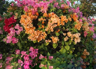 Mixed Bougainvillea Flower seeds for Planting - Low Maintenance, Heirloom & GMO Free Seeds for Home Garden, Non-GMO