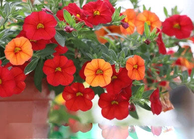 Mixed Superbells Petunia Flower Seeds for Planting – Heirloom Non-GMO, High Germination Organic Garden Seeds