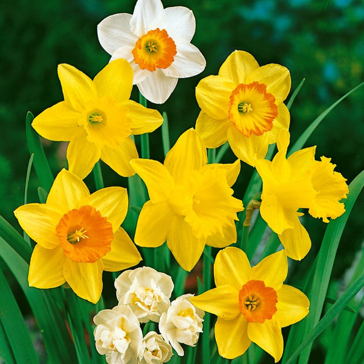 Mixed Colour Double Daffodil Flower Seeds for Planting – Heirloom, Non-GMO, High Germination Seeds