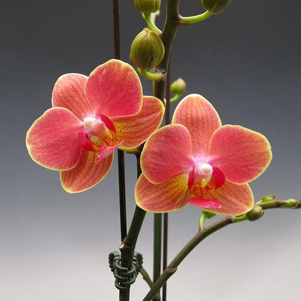 Phalaenopsis Orchid Flower Seeds for Planting – Heirloom, Non-GMO, Shade Tolerant, High Germination