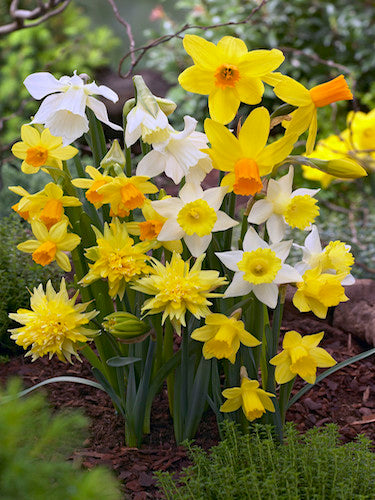 Mixed Narcissus Flower Seeds for Planting – Heirloom Non-GMO High Germination Organic Garden Seeds