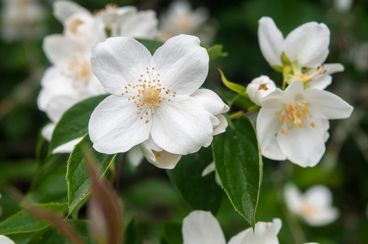 Philadelphus Coronarius Flower Seeds for Planting – Heirloom Non-GMO, High Germination Organic Garden Seeds