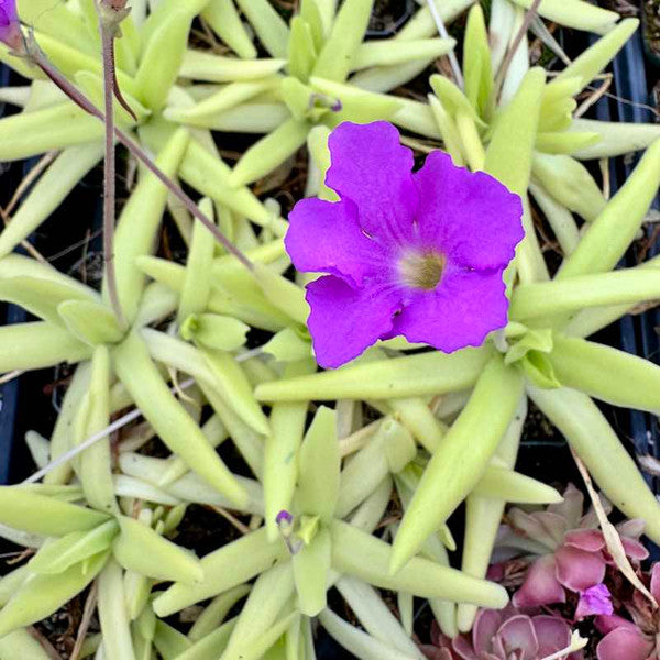 Pinguicula Moctezumae Butterwort Seeds for Planting – Heirloom, Non-GMO, High Germination Organic Garden Seeds