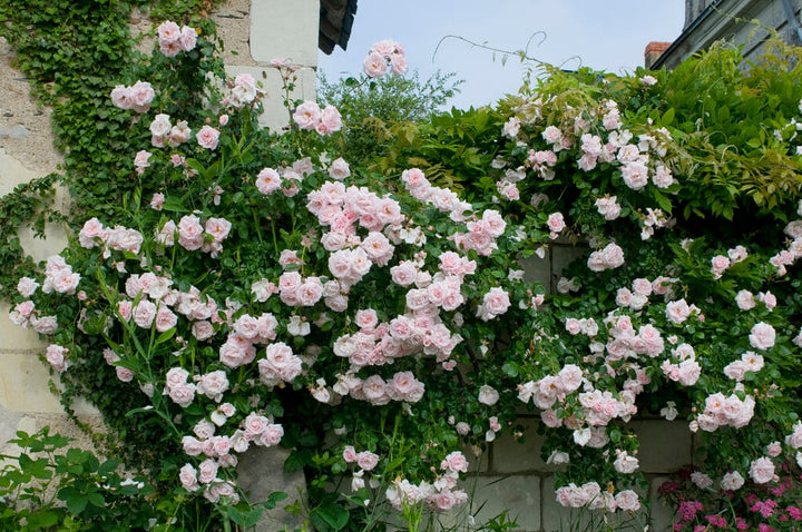 Red Light Pink Climbing Rose Flower Seeds for Planting – Heirloom, Non-GMO, High Germination Organic Garden Seeds